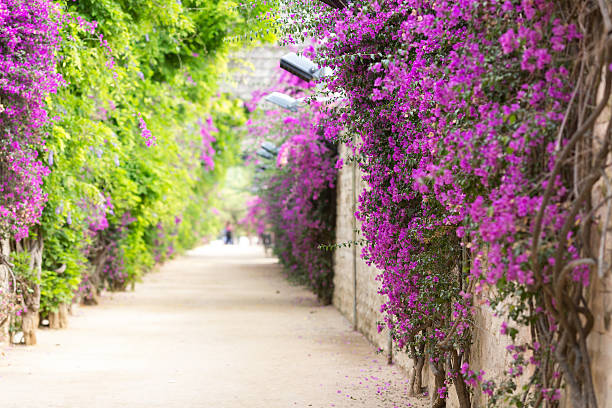 istock Alley with blooming flowers 180016483