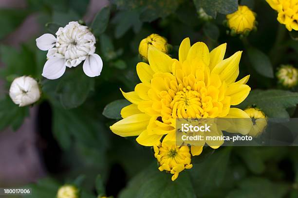 Gelbe Chrysantheme Im Garten Stockfoto und mehr Bilder von Blatt - Pflanzenbestandteile - Blatt - Pflanzenbestandteile, Blume, Blumenbouqet