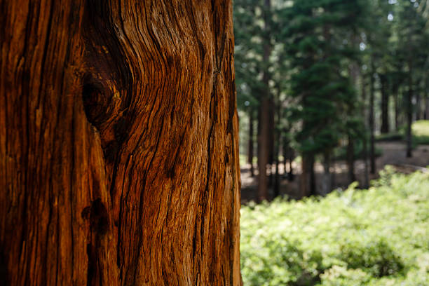 Close-up of giant sequoia redwood tree trunk bark pattern in meadow in Yosemite National Park
