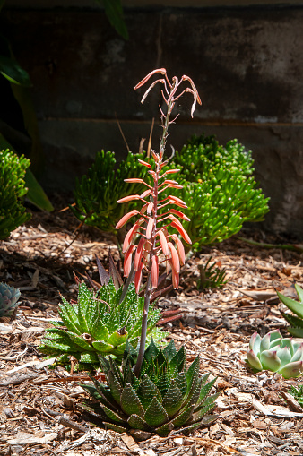 Aristaloe aristata, also known as guinea-fowl aloe or lace aloe the plant is stemless, sawtoothed and succulent. The soft succulent leaves grow in rosettes, in a dense and imbricate arrangement. The leaves are lanceolate in shape, with bristly margins and a long thread-like tip (aristate).