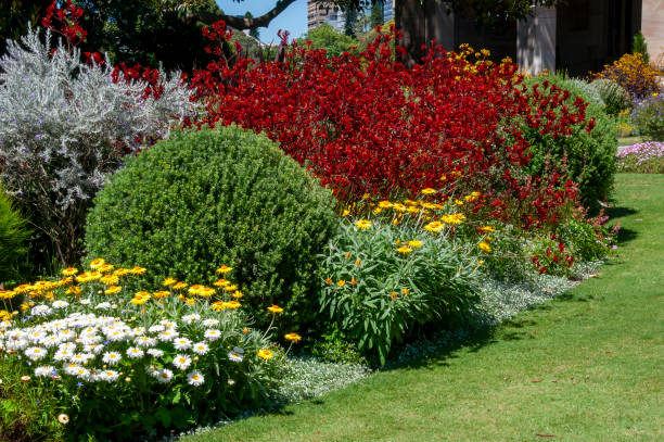 istock Garden bed with springtime daisies and red kangaroo paw 1800179290