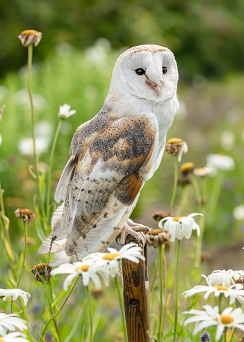 Barn Owl, Scientific name, Tyto Alba.  Close up portrait of an alert Barn Owl perched on a wooden garden spade in a summer garden filled with daisies.  Facing right.  Copy space
