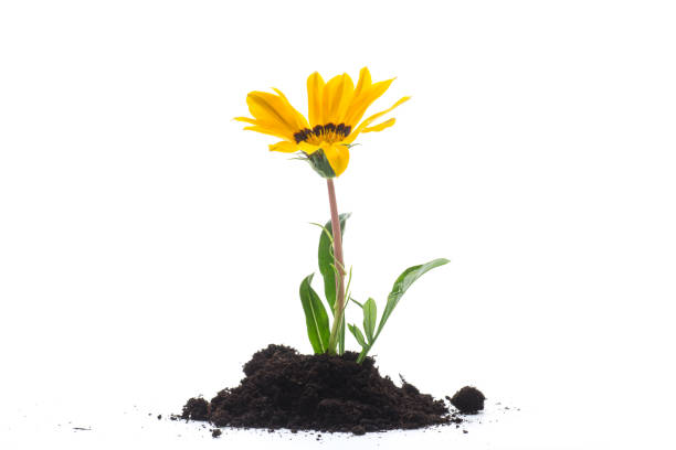 istock yellow blooming flower grows in the ground, on white background. 1800183983
