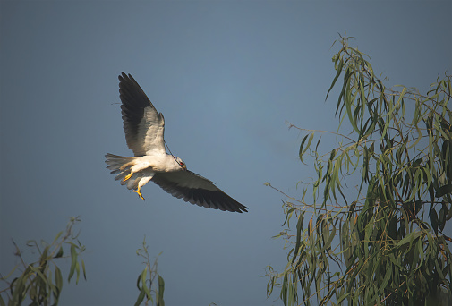 This is black winged kite. Hunting technique of this bird is very strong and lucrative. It teaches us the bitter truth of nature. That is about survival of the fittest.