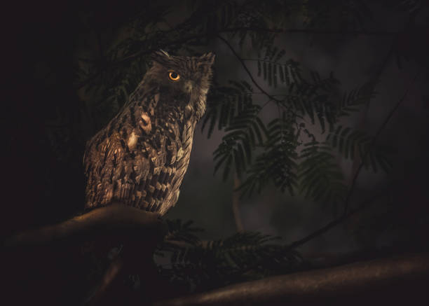istock Parliament of owls 1800198125