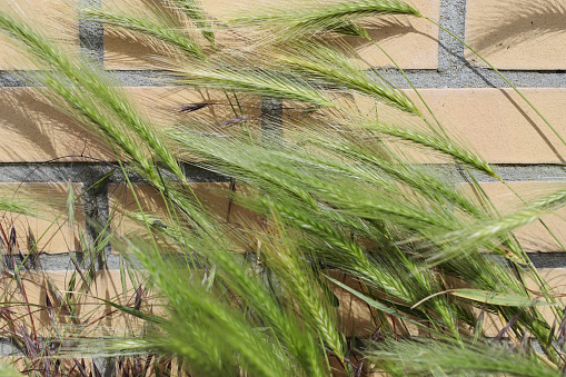 Wall Barley (Hordeum murinum)