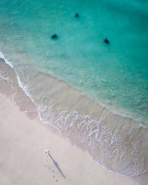 istock Turtle beach Exmouth Australia aerial drone shot 1800219637