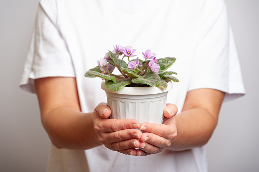 female hands hold a flowerpot of violets