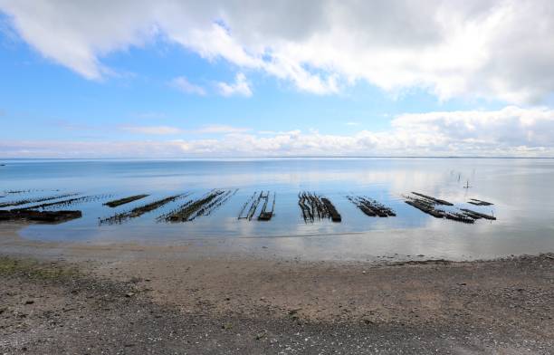 フラ��ンスのカンカル市近郊の海岸の海での牡蠣の養殖 - pacific oyster ストックフォトと画像