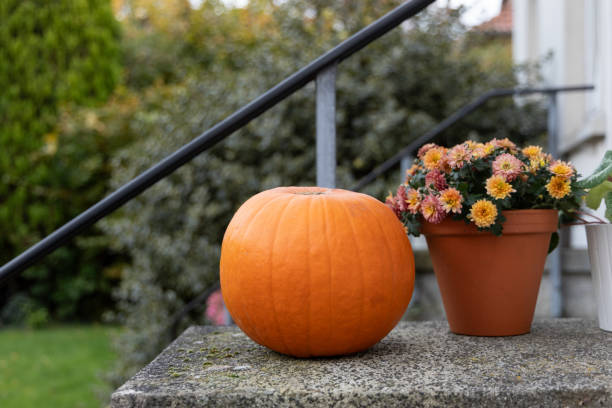 istock Fall decoration for the yard with pumpkins and flowers. 1800293145