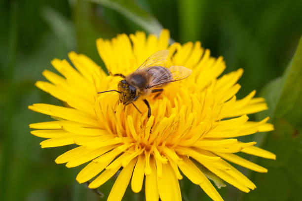 istock A bee sits on a yellow flower. 1800294174