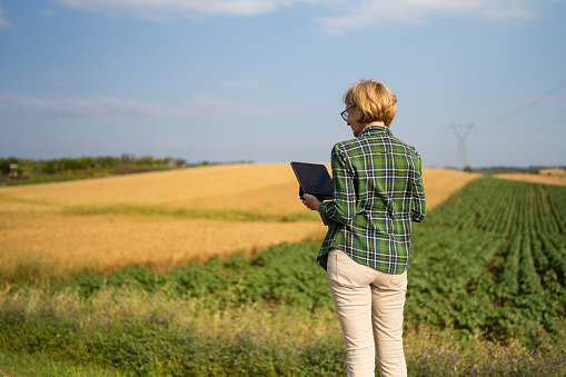 Mature woman farmer using digital tablet at agricultural field outdoors.