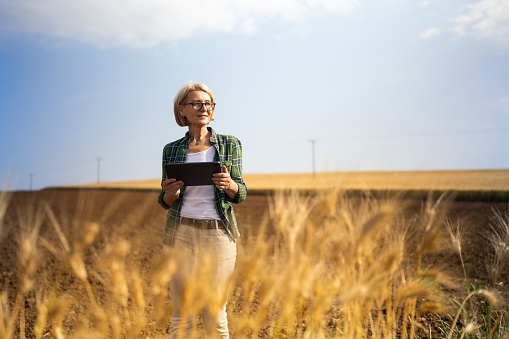 Mature woman farmer using digital tablet in a wheat field outdoors.