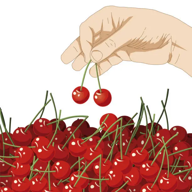 Vector illustration of Drawing of many red cherries, vector illustration