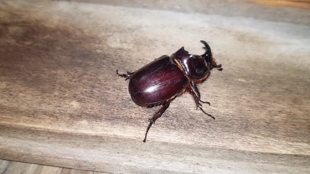 a Rhinoceros beetle crawling on the wooden surface