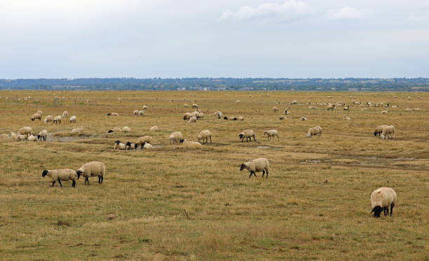 istock plain with flock of many sheep and lambs grazing 1800317176