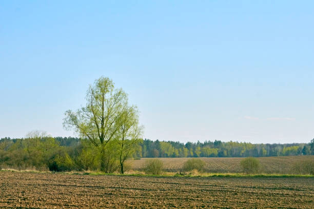 wiosenne grunty orne, zaorane pole przygotowane do sadzenia zbóż i warzyw - corn corn crop field stem zdjęcia i obrazy z banku zdjęć