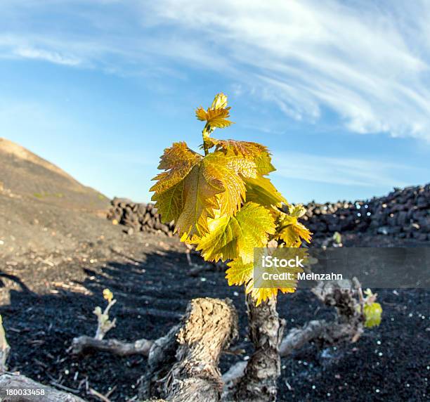 Vineyard In Lanzarote Island Growing On Volcanic Soil Stock Photo - Download Image Now