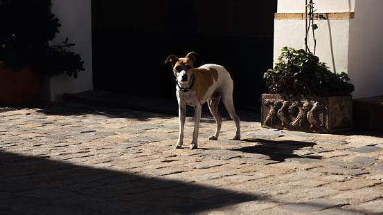 Dog without a leash on the street looking at the camera. Image with lights and shadows featuring a dog.