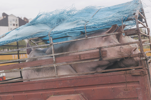 Few live pigs transported with small car trailer