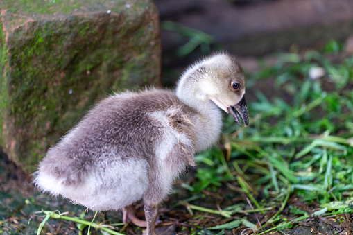 young goose cultured in rural in outdoor