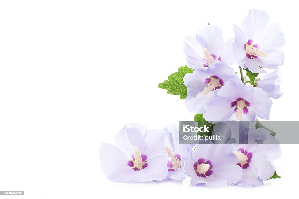 Roxo hibisco - Foto de stock de Botão - Estágio de flora royalty-free