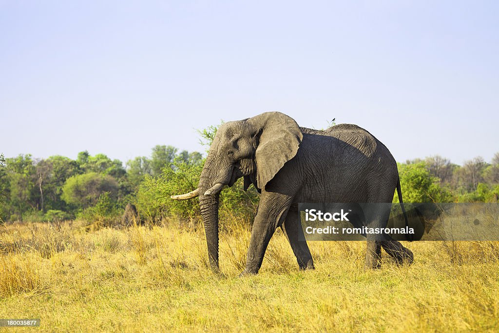 Amplio elefante africano - Foto de stock de Aire libre libre de derechos