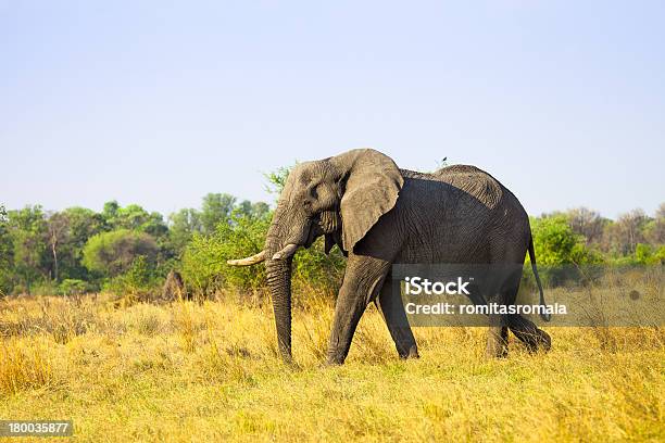 Amplio Elefante Africano Foto de stock y más banco de imágenes de Aire libre - Aire libre, Animal, Animal macho