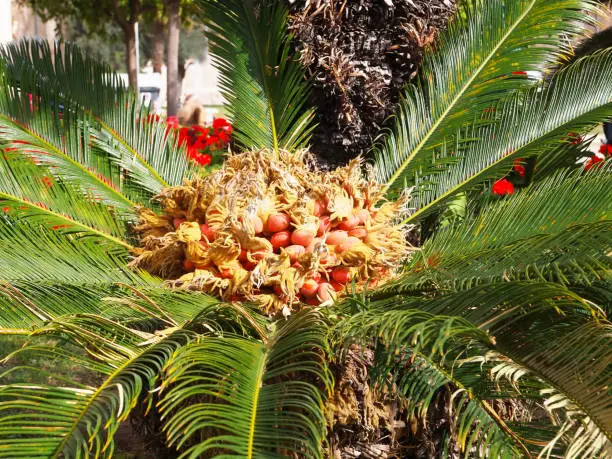 Ripe fruits of Sago palm tree, Cycas revoluta