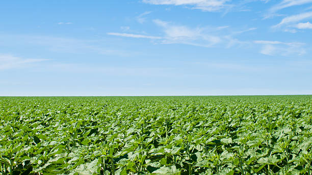 istock Field of Sunflowers 180037498