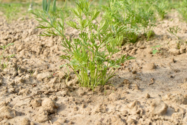 istock Carrots have sprouted in the garden beds. 1800398645