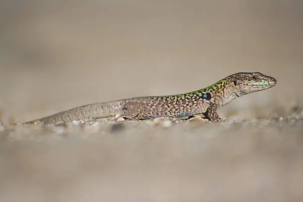 Photo of Green lizard podarci siculus