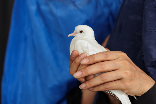 Close up of caring hands holding a pure white dove, symbolizing peace and trust, against a soft blue backdrop, highlighting a moment of gentle human-animal connection