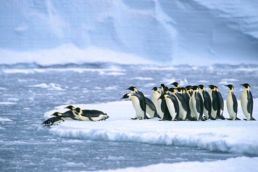 Emperor penguins (Aptenodytes forsteri) diving in the water near the German Neumayer Antarctic station, Atka Bay, Weddell Sea, Antarctica