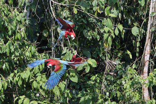 Red-and-green Macaws (Ara chloropterus) in flight against trees, Manu National Park, Peruvian Amazon, Peru