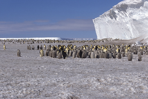 Emperor penguin (Aptenodytes forsteri) colony in front of iceberg, Drescher Inlet Iceport, Weddell Sea, Antarctica