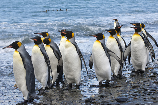 Group of King penguins (Aptenodytes patagonicus) walking on the shore, St. Andrews Bay, South Georgia Island