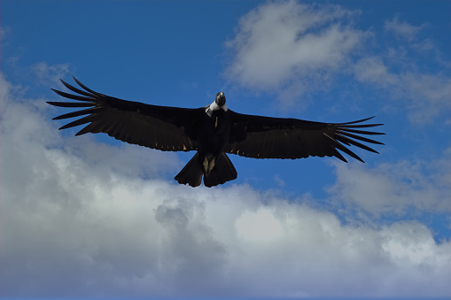Andean Condor (Vultur gryphus) in flight, Coyhaique Alto, Aysen Region, Patagonia, Chile