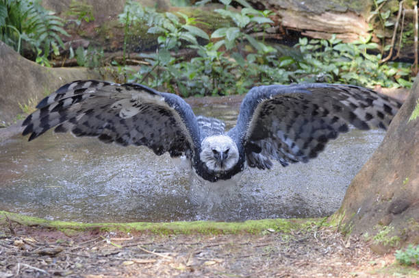 Harpy Eagle Harpy Eagle ((Harpia harpyia) flying from a pond, Brazil harpy eagle stock pictures, royalty-free photos & images