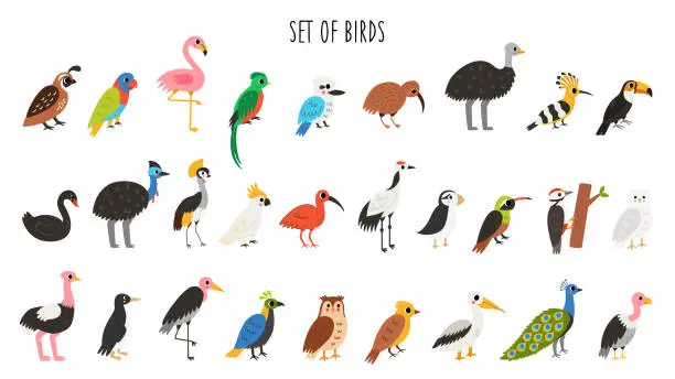 Vector illustration of Bundle of cute cartoon birds. Asian, african, australian, woodland birds.