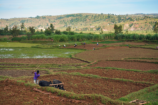 Manandoana, Madagascar - April 26, 2019: Unknown Malagasy farmer plowing rice field with two zebu - (indicine cattle), more people working in back. Rice is main produce and export crop of Madagscar