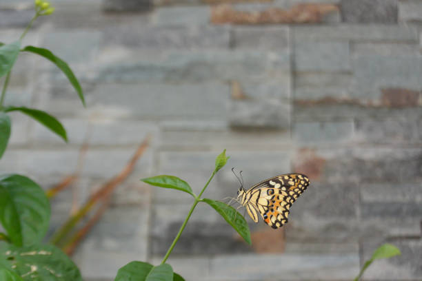 Butterflies on leaves
