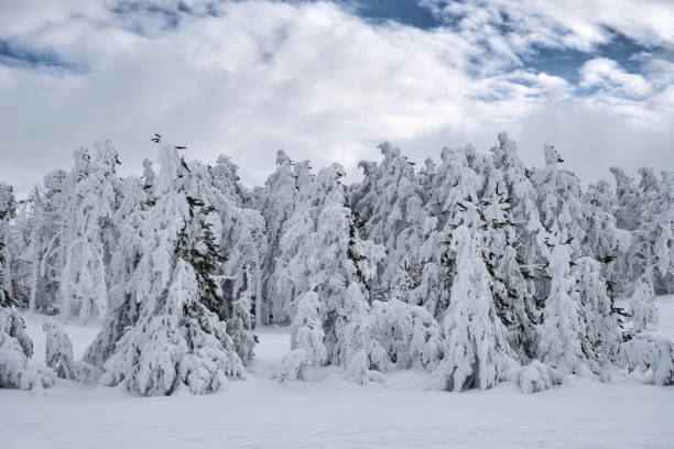 деревья, покрытые инеем - arctic snow ski glacier стоковые фото и изображения