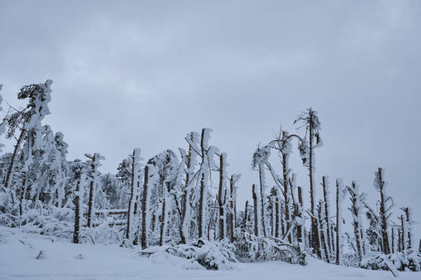 istock Damaged trees after a snow storm 1800418253