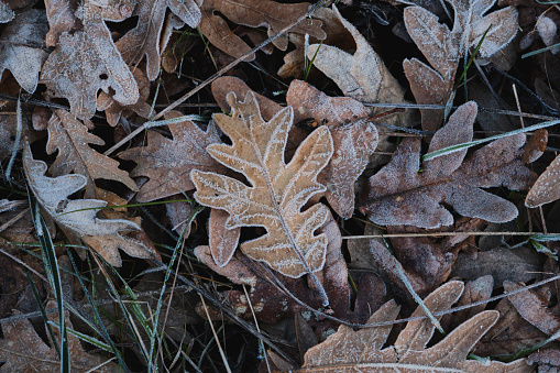 Hoarfrost on pyrenean oak (QUercus pyrenaica) fallen leaves, winter nature background