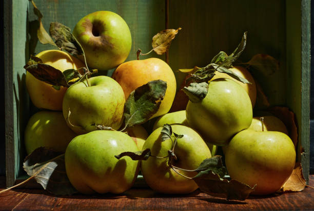 Ripe organic grown apples with leaves in wooden box in bright sunlight with copyspace. Natural fruit from garden concept image. stock photo