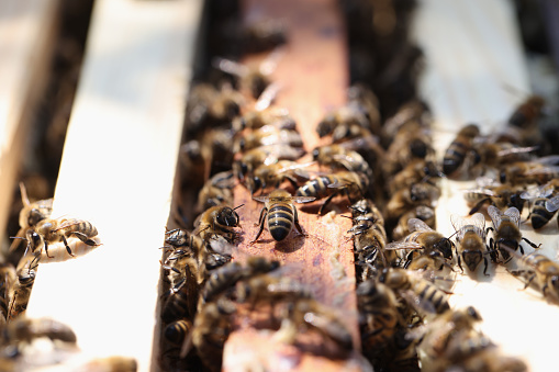 Honey bees enter hive. Beekeeping for beginners concept