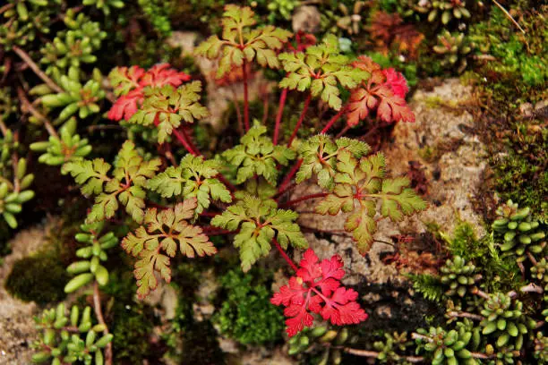 Geranium robertianum commonly known as herb-Robert in autumn