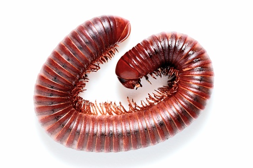 Centipede milipedes