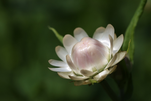 Close-up of the heart of an artichoke, healthy eating and a healthy lifestyle, selective focus.